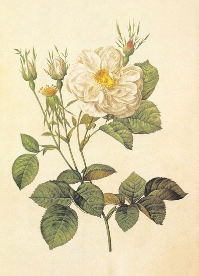 Floral for JAHRRIESNGE flowers-lpf06953 Floral JAHRRIESNGE for flowers-lpf06953