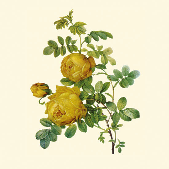 Floral for JAHRRIESNGE flowers-lpf06955 Floral JAHRRIESNGE for flowers-lpf06955