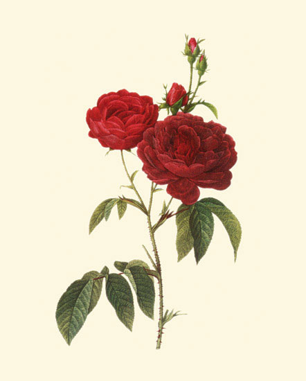 Floral for JAHRRIESNGE flowers-lpf06957 Floral JAHRRIESNGE for flowers-lpf06957