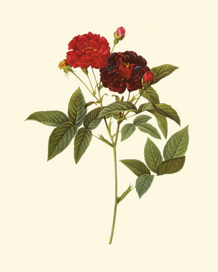 Floral for JAHRRIESNGE flowers-lpf06958 Floral JAHRRIESNGE for flowers-lpf06958