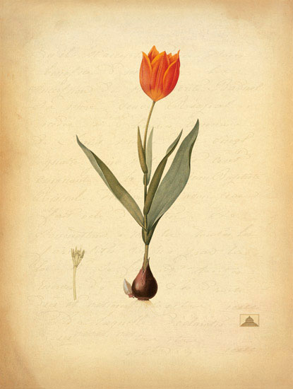 Floral for JAHRRIESNGE flowers-lpf06965 Floral JAHRRIESNGE for flowers-lpf06965