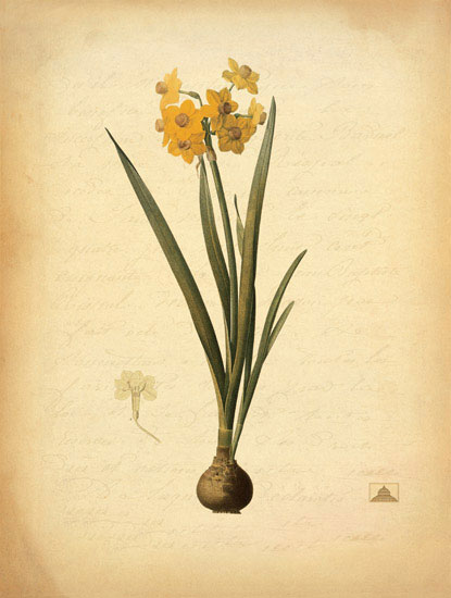 Floral for JAHRRIESNGE flowers-lpf06967 Floral JAHRRIESNGE for flowers-lpf06967