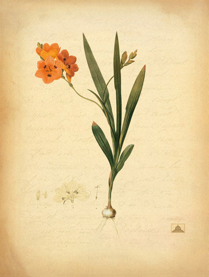 Floral for JAHRRIESNGE flowers-lpf06968 Floral JAHRRIESNGE for flowers-lpf06968