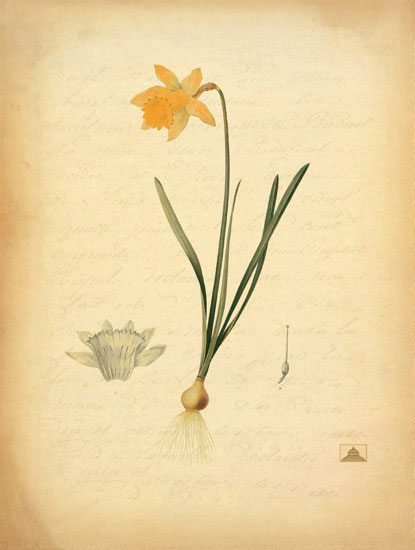 Floral for JAHRRIESNGE flowers-lpf06969 Floral JAHRRIESNGE for flowers-lpf06969