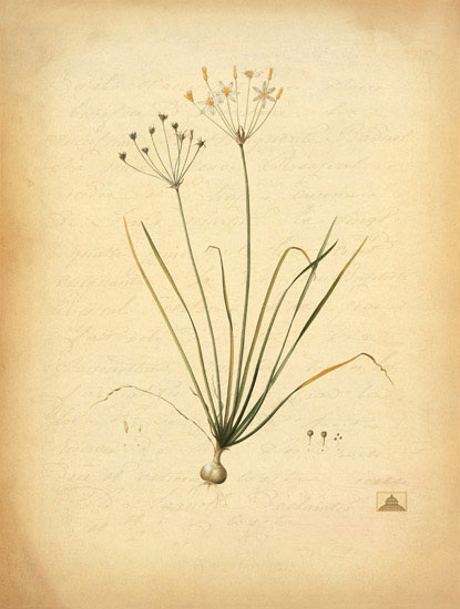 Floral for JAHRRIESNGE flowers-lpf06970 Floral JAHRRIESNGE for flowers-lpf06970