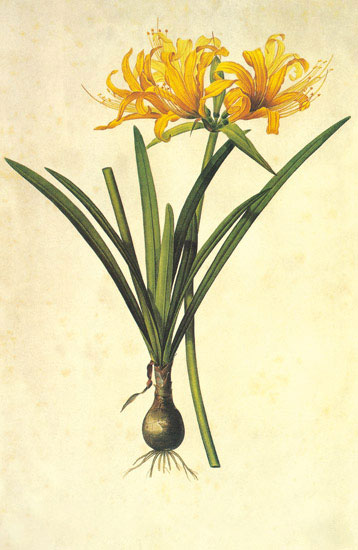 Floral for JAHRRIESNGE flowers-lpf06973 Floral JAHRRIESNGE for flowers-lpf06973