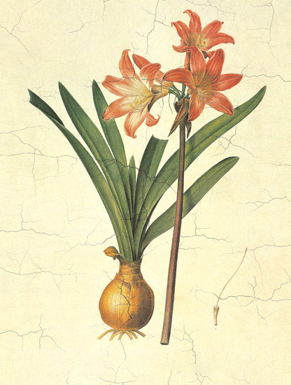 Floral for JAHRRIESNGE flowers-lpf06974 Floral JAHRRIESNGE for flowers-lpf06974