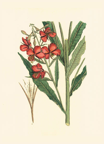 Floral for JAHRRIESNGE flowers-lpf06977 Floral JAHRRIESNGE for flowers-lpf06977