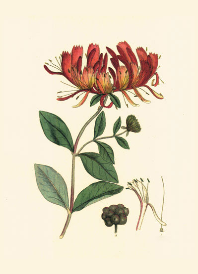 Floral for JAHRRIESNGE flowers-lpf06978 Floral JAHRRIESNGE for flowers-lpf06978