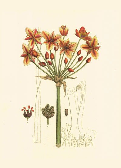 Floral for JAHRRIESNGE flowers-lpf06979 Floral JAHRRIESNGE for flowers-lpf06979