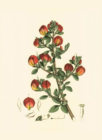 Floral for JAHRRIESNGE flowers-lpf06980 Floral JAHRRIESNGE for flowers-lpf06980