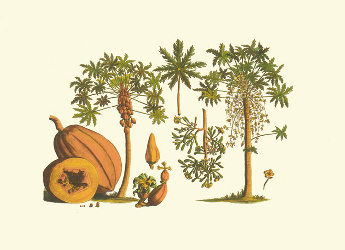 Floral for JAHRRIESNGE flowers-lpf06982 Floral JAHRRIESNGE for flowers-lpf06982