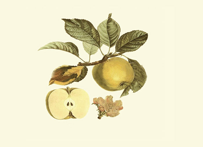 Floral for JAHRRIESNGE flowers-lpf06983 Floral JAHRRIESNGE for flowers-lpf06983