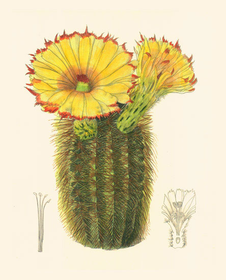 Floral for JAHRRIESNGE flowers-lpf06985 Floral JAHRRIESNGE for flowers-lpf06985