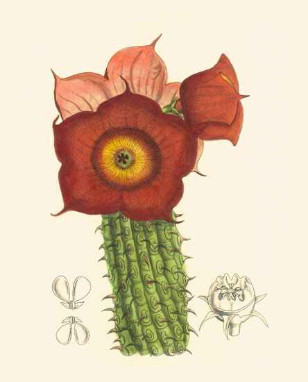 Floral for JAHRRIESNGE flowers-lpf06986 Floral JAHRRIESNGE for flowers-lpf06986