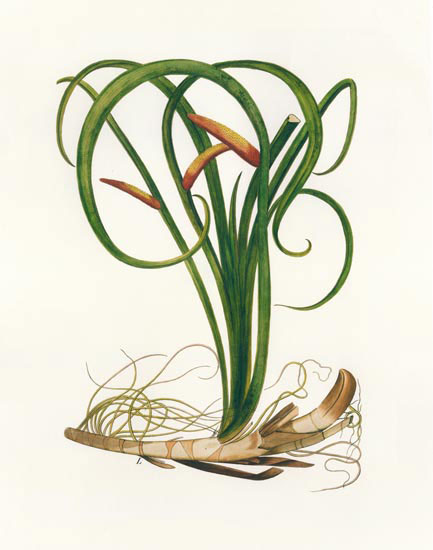 Floral for JAHRRIESNGE flowers-lpf06987 Floral JAHRRIESNGE for flowers-lpf06987