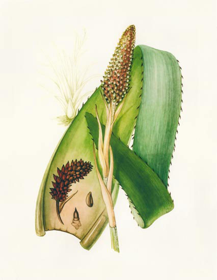 Floral for JAHRRIESNGE flowers-lpf06988 Floral JAHRRIESNGE for flowers-lpf06988