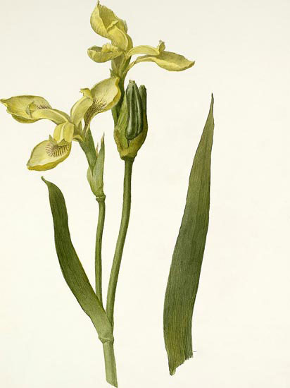 Floral for JAHRRIESNGE flowers-lpf06991 Floral JAHRRIESNGE for flowers-lpf06991