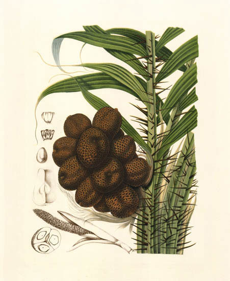 Floral for JAHRRIESNGE flowers-lpf06992 Floral JAHRRIESNGE for flowers-lpf06992