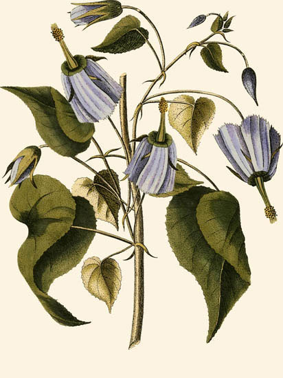 Floral for JAHRRIESNGE flowers-lpf06995 Floral JAHRRIESNGE for flowers-lpf06995