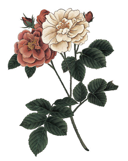 Floral for JAHRRIESNGE flowers-lpf07001 Floral JAHRRIESNGE for flowers-lpf07001