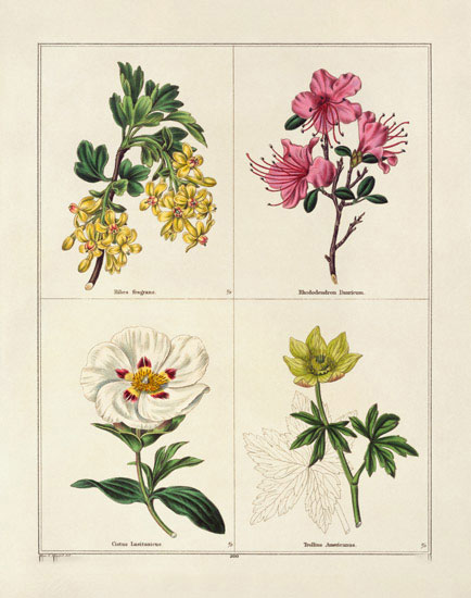 Floral for JAHRRIESNGE flowers-lpf07004 Floral JAHRRIESNGE for flowers-lpf07004