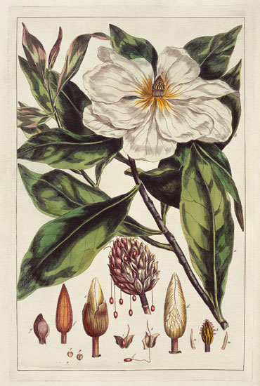 Floral for JAHRRIESNGE flowers-lpf07006 Floral JAHRRIESNGE for flowers-lpf07006