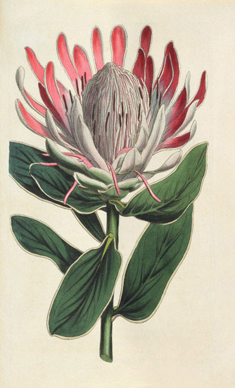 Floral for JAHRRIESNGE flowers-lpf07008 Floral JAHRRIESNGE for flowers-lpf07008