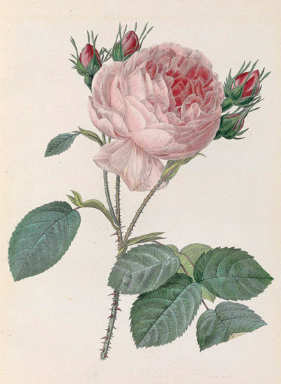 Floral for JAHRRIESNGE flowers-lpf07010 Floral JAHRRIESNGE for flowers-lpf07010