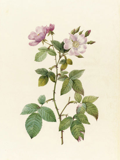 Floral for JAHRRIESNGE flowers-lpf07012 Floral JAHRRIESNGE for flowers-lpf07012