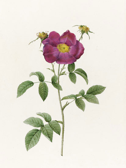 Floral for JAHRRIESNGE flowers-lpf07014 Floral JAHRRIESNGE for flowers-lpf07014