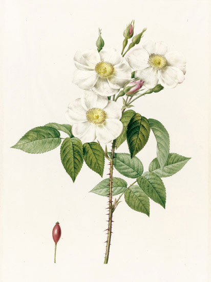 Floral for JAHRRIESNGE flowers-lpf07020 Floral JAHRRIESNGE for flowers-lpf07020