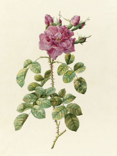 Floral Jahrriesnge  for flowers-lpf07022 