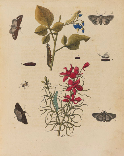 Floral for JAHRRIESNGE flowers-lpf07023 Floral JAHRRIESNGE for flowers-lpf07023