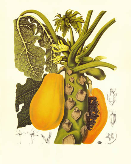 Floral for JAHRRIESNGE flowers-lpf07028 Floral JAHRRIESNGE for flowers-lpf07028