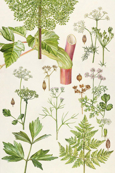 Floral for JAHRRIESNGE flowers-lpf07032 Floral JAHRRIESNGE for flowers-lpf07032