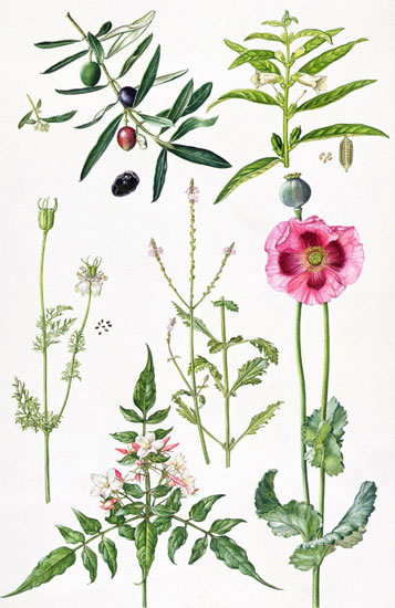 Floral for JAHRRIESNGE flowers-lpf07033 Floral JAHRRIESNGE for flowers-lpf07033