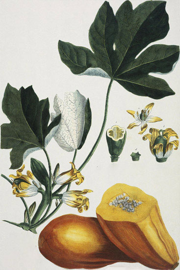 Floral for JAHRRIESNGE flowers-lpf07037 Floral JAHRRIESNGE for flowers-lpf07037