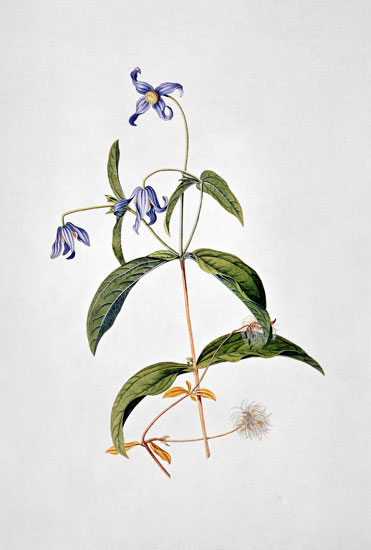 Floral for JAHRRIESNGE flowers-lpf07040 Floral JAHRRIESNGE for flowers-lpf07040