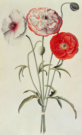 Floral JAHRRIESNGE  for flowers-lpf07041 