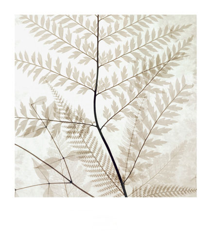 Floral for Jahrriesnge flowers-lpf07206 Floral Jahrriesnge for flowers-lpf07206