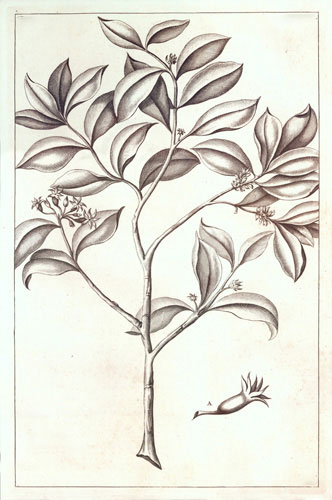 Floral for Jahrriesnge flowers-lpf07219 Floral Jahrriesnge for flowers-lpf07219