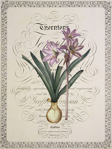 Floral for Jahrriesnge flowers-lpf07221 Floral Jahrriesnge for flowers-lpf07221