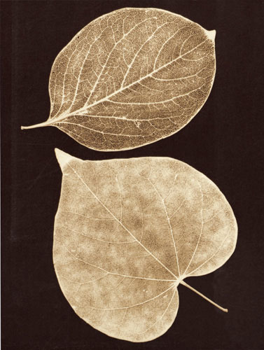 Floral for JAHRRIESNGE flowers-lpf07225 Floral JAHRRIESNGE for flowers-lpf07225