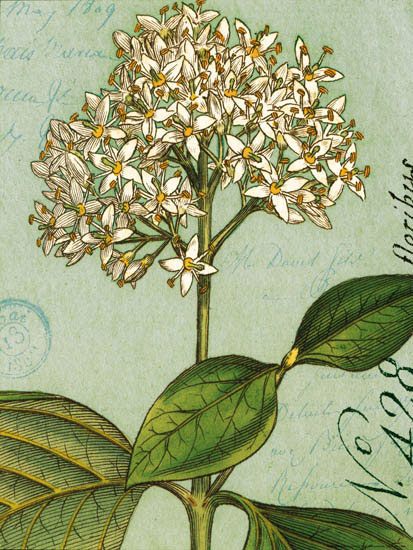 Floral for Jahrriesnge flowers-lpf07271 Floral Jahrriesnge for flowers-lpf07271