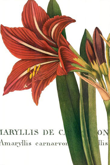 Floral for JAHRRIESNGE flowers-lpf07284 Floral JAHRRIESNGE for flowers-lpf07284