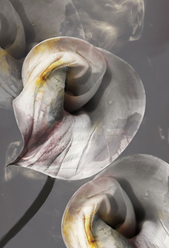 Floral for Jahrriesnge flowers-lpf07619 Floral Jahrriesnge for flowers-lpf07619