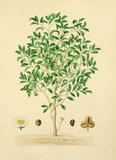 Floral for JAHRRIESNGE flowers lpf07934 Floral JAHRRIESNGE for flowers lpf07934