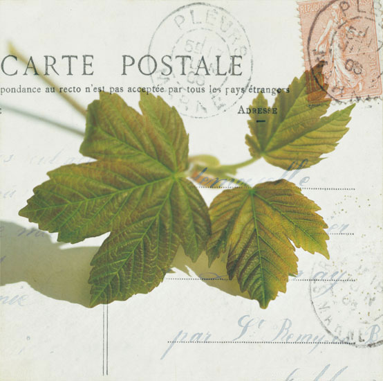 Floral for Jahrriesnge leaves lpf07937 Floral Jahrriesnge for leaves lpf07937