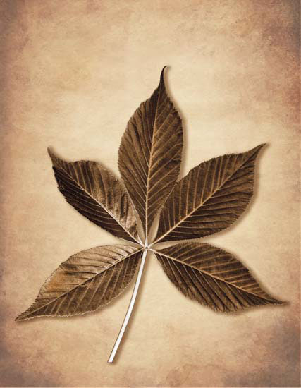 Floral for JAHRRIESNGE leaf lpf08076 Floral JAHRRIESNGE for leaf lpf08076